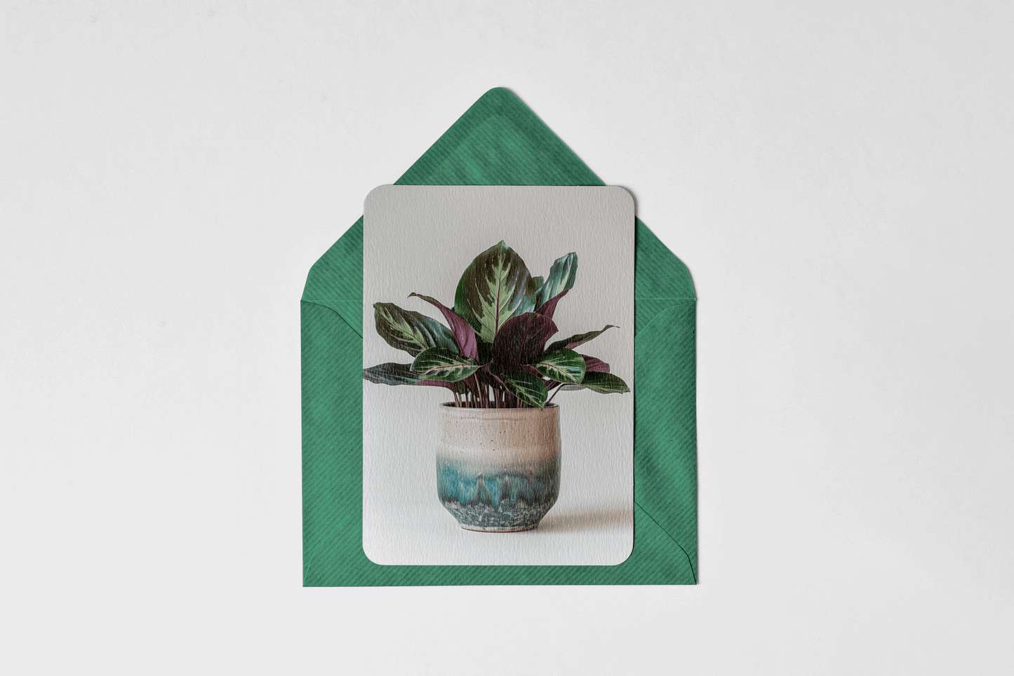 Home Plants - Typedreams