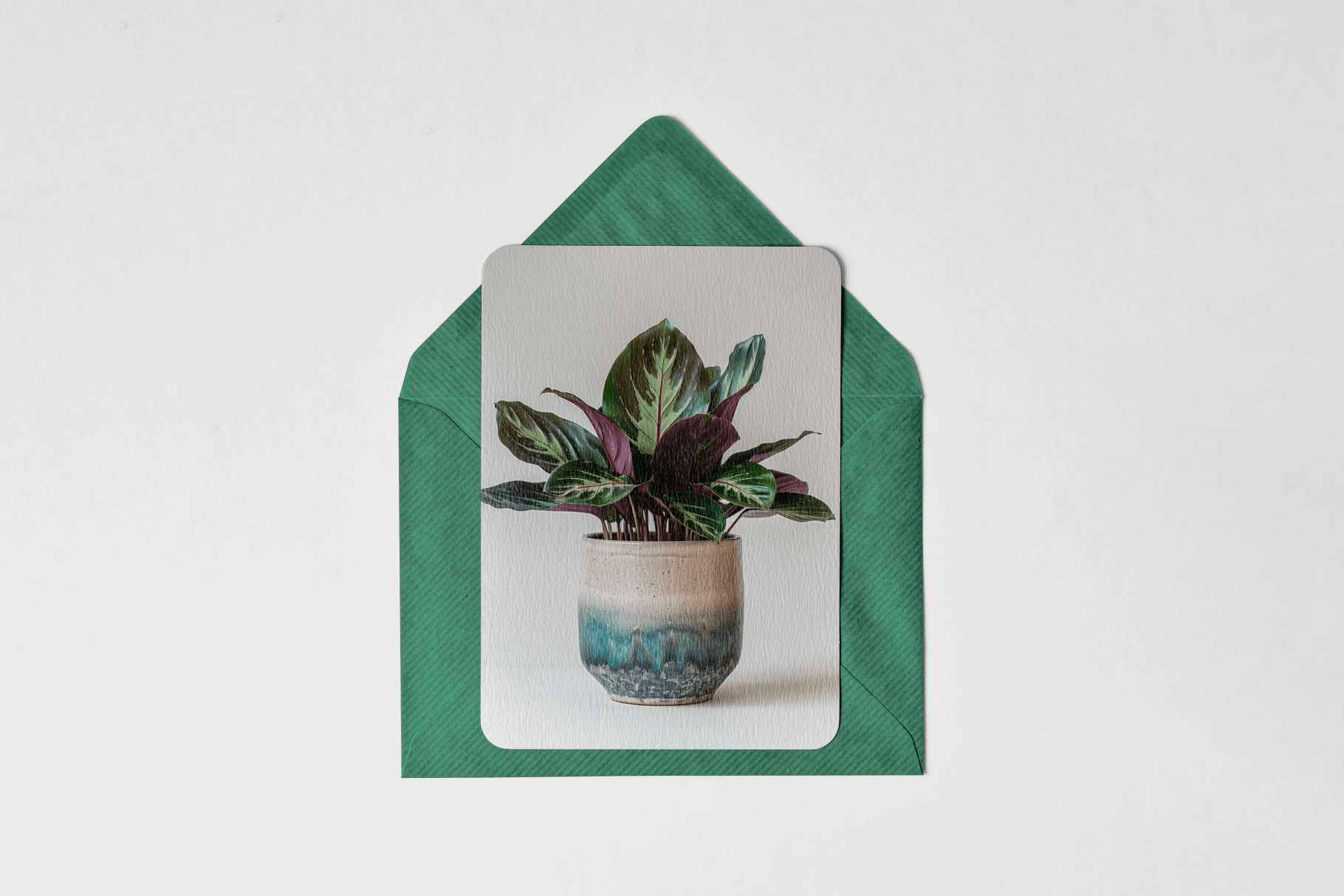Home Plants - Typedreams