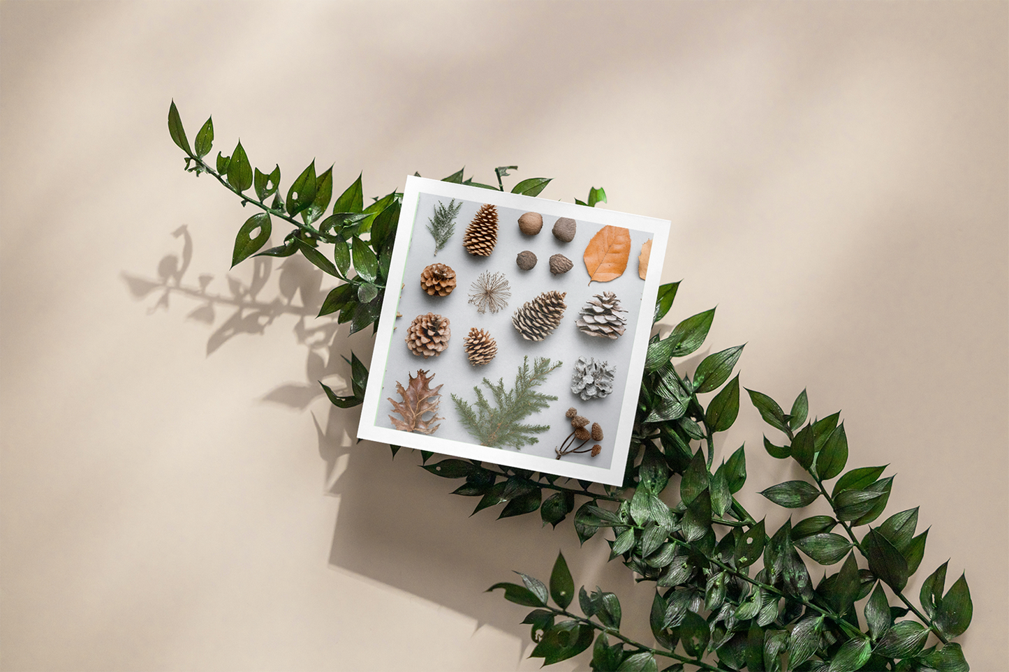 Nature knolling