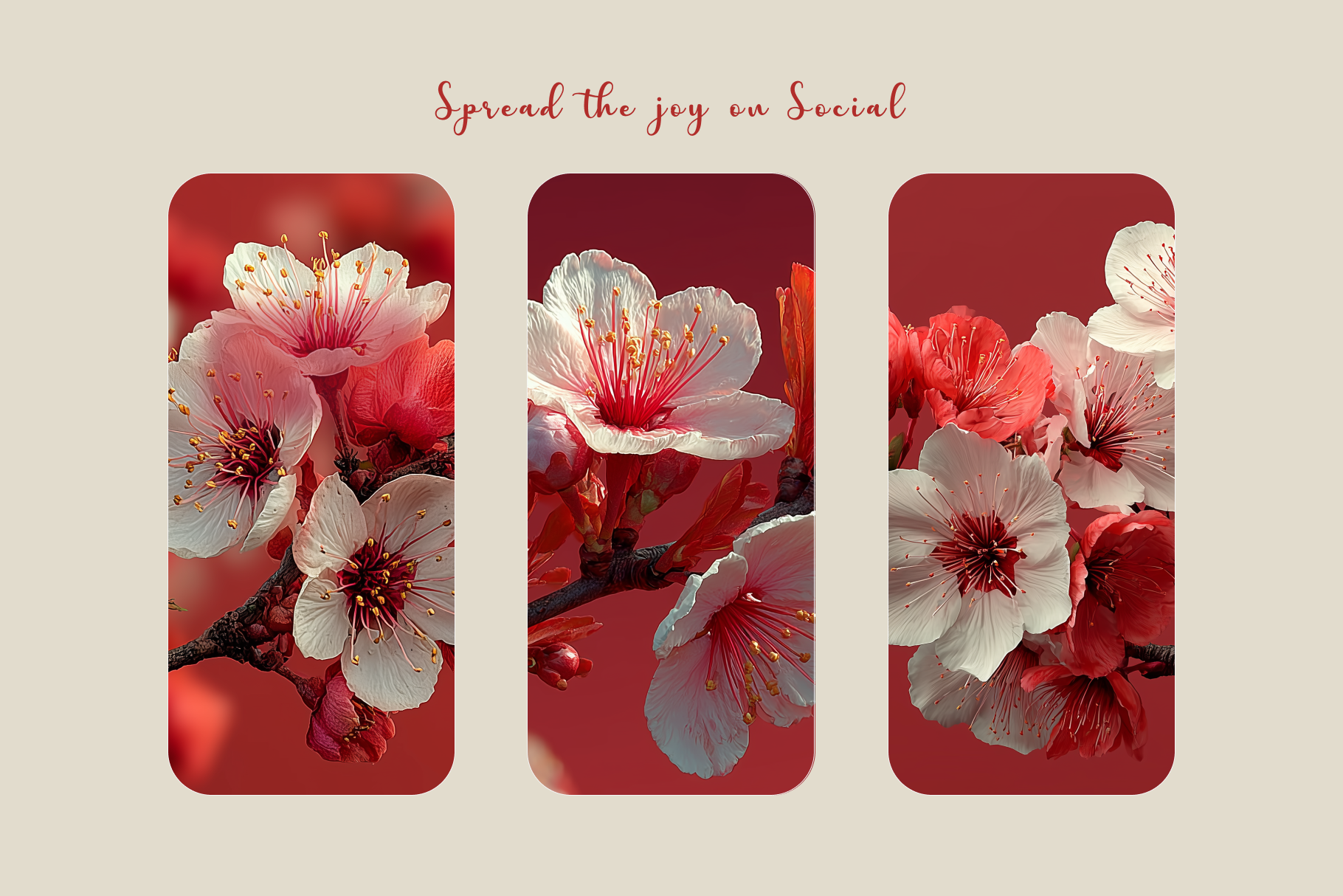 Cherry blossoms