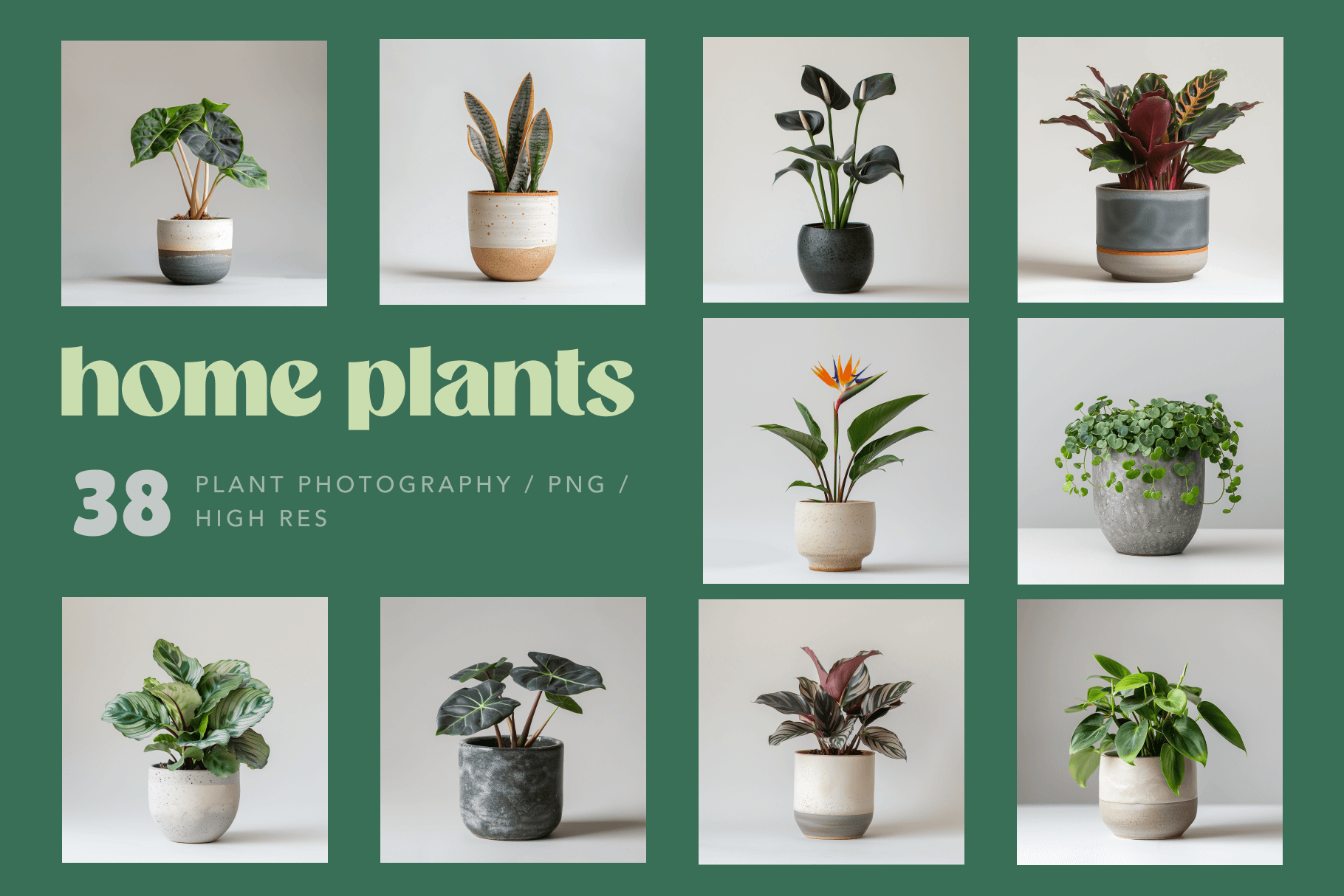 Home Plants - Typedreams  