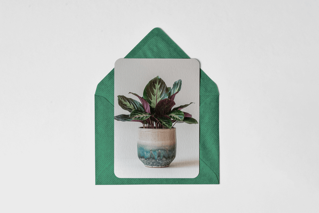 Home Plants - Typedreams  