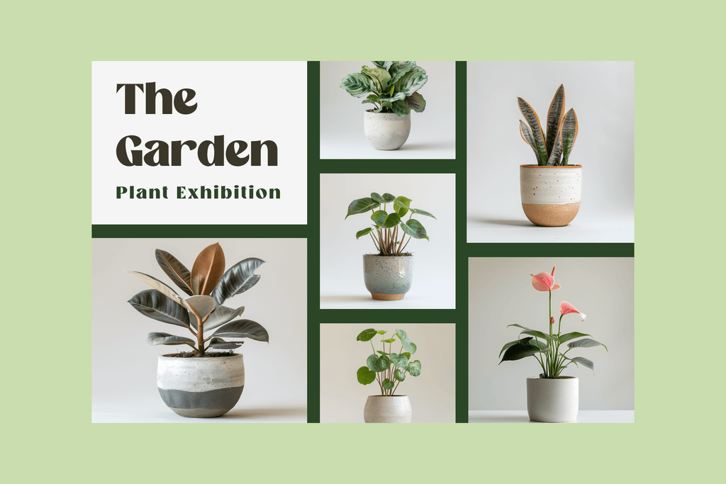 Home Plants - Typedreams  