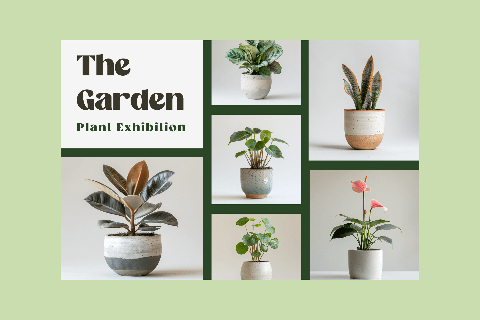 Home Plants - Typedreams  