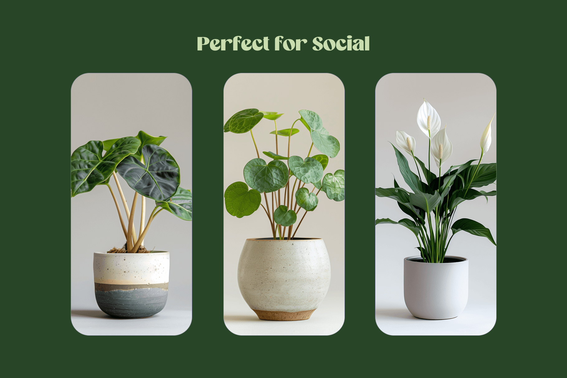 Home Plants - Typedreams  