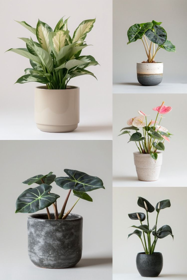 Home Plants - Stock Images