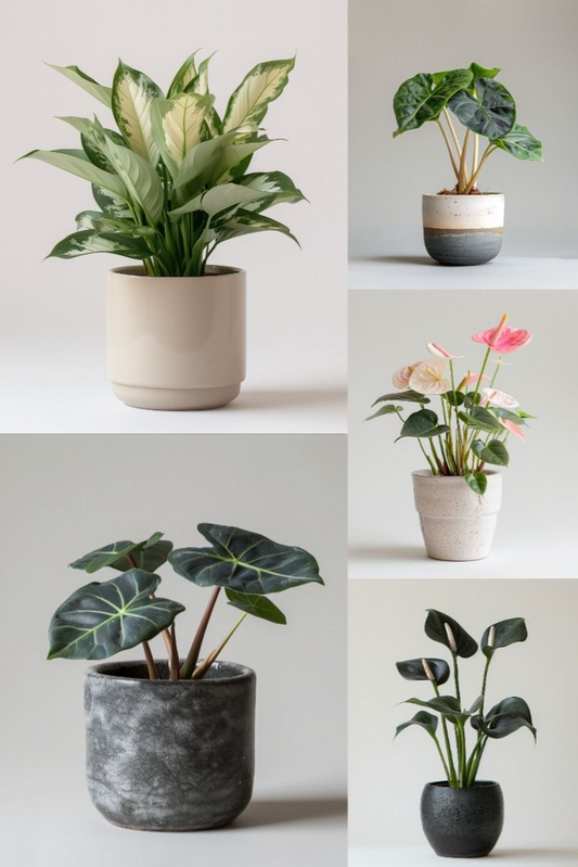 Home Plants - Stock Images