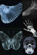 X-Ray Explorations